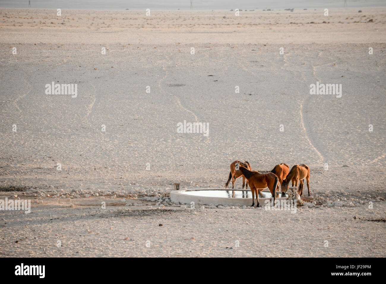 Cavalli selvaggi al foro per l'acqua Foto Stock