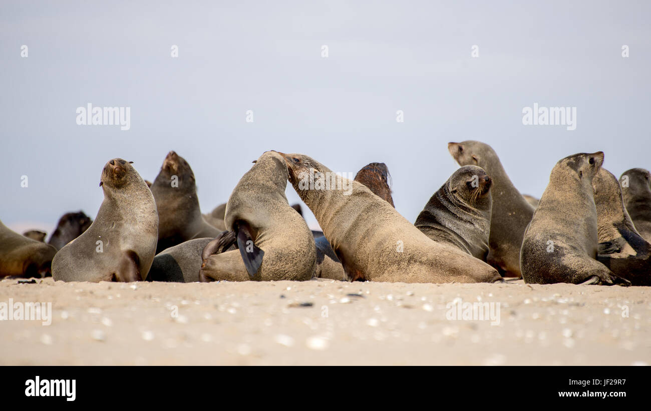 Colonia di guarnizioni sulla spiaggia Foto Stock