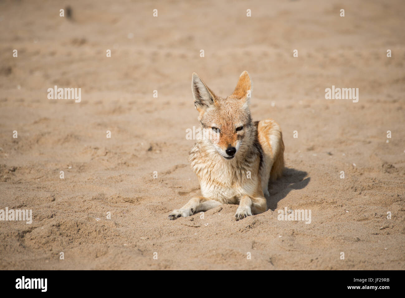 La parte posteriore in nero Jackal giace sulla spiaggia Foto Stock