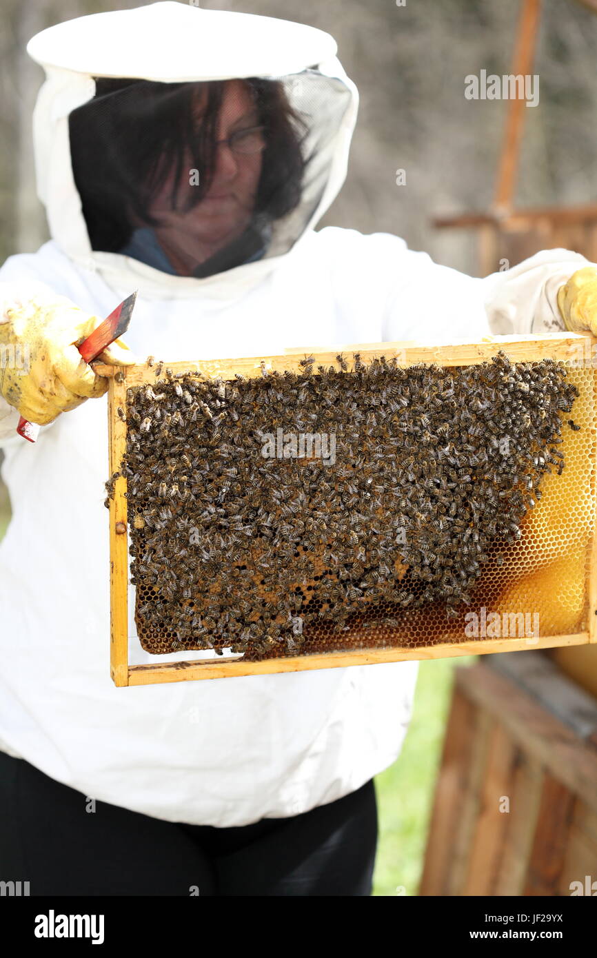 Bee keeper è il controllo Foto Stock
