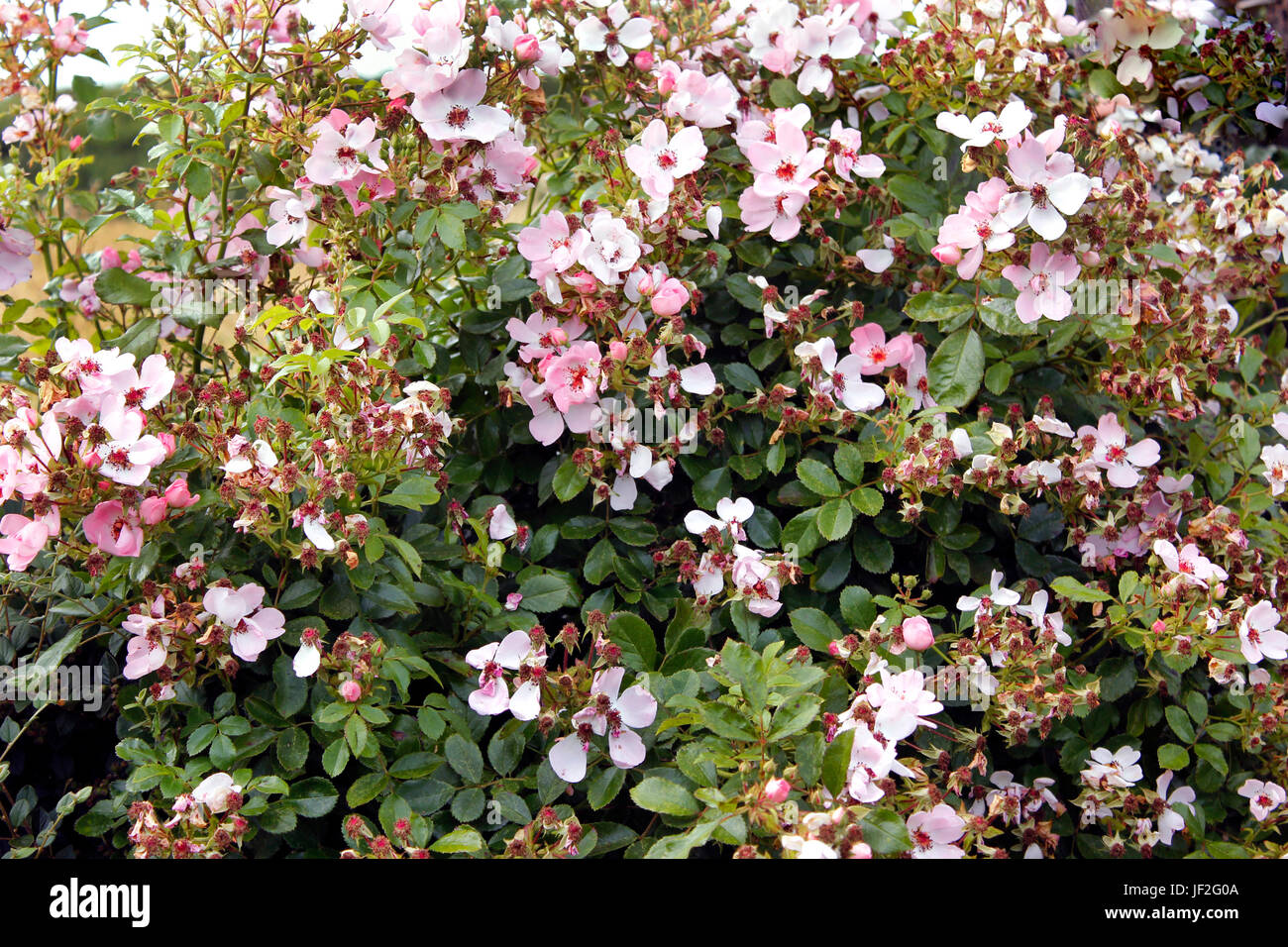 Fiori profumati Rose bush (Sweet Haze) Foto Stock