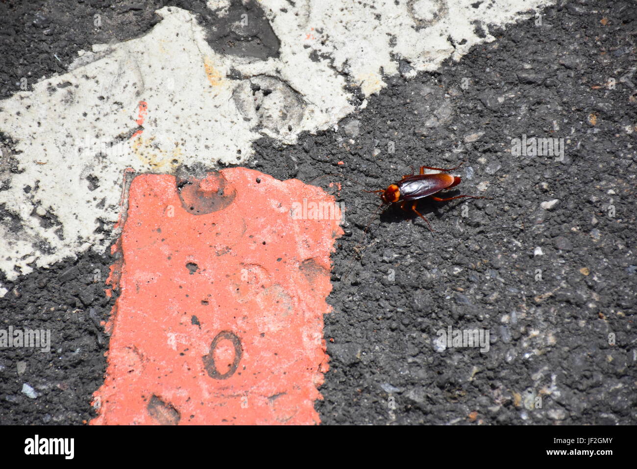 Un 3cm scarafaggio che stava attraversando la strada, no...non mi chiedete perché? Ma il piccolo bugger realizzata in modo sicuro attraverso con la mia scorta personale. Foto Stock