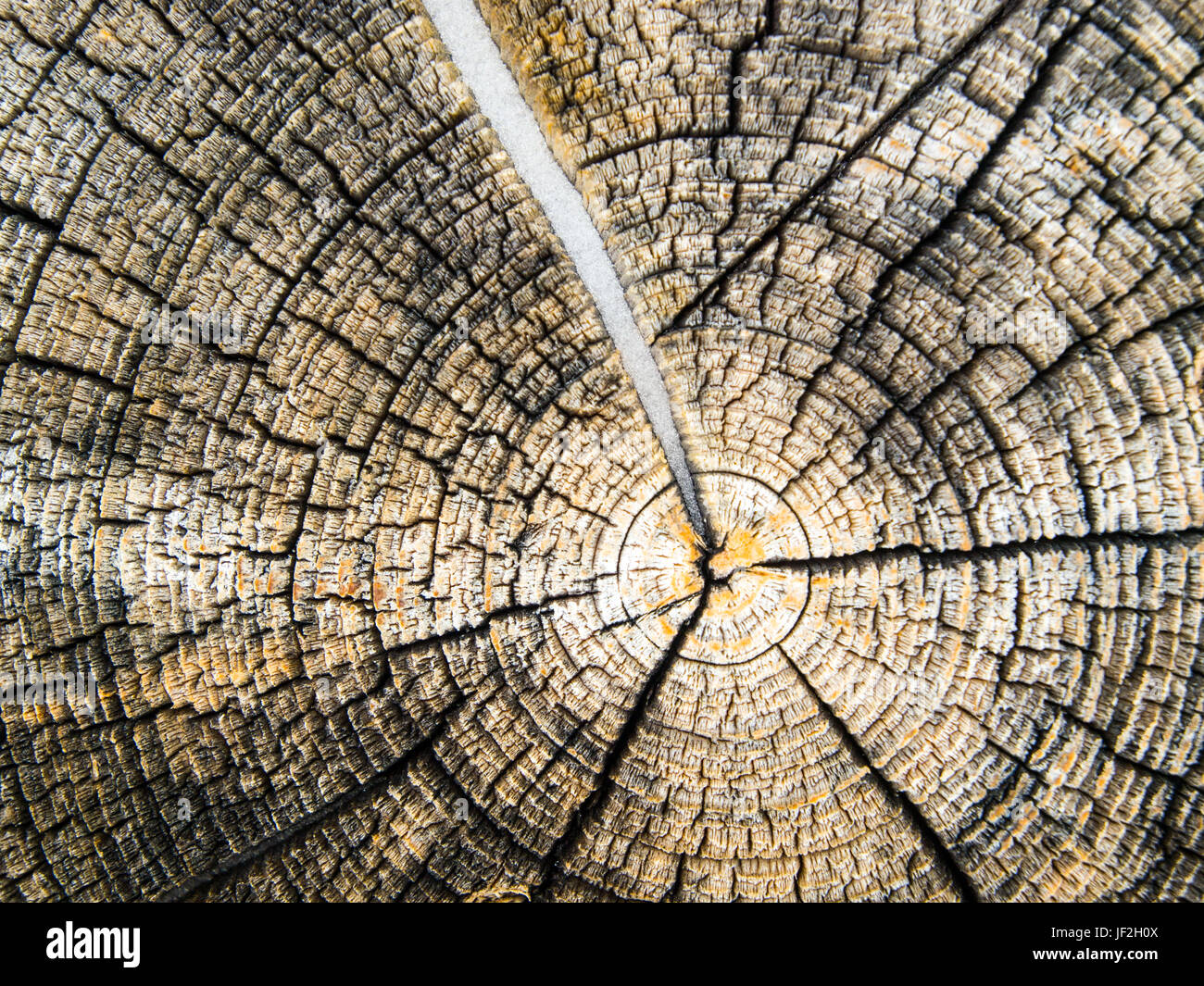 La sezione di estremità di un log, parte di una cabina in legno in Norvegia Foto Stock