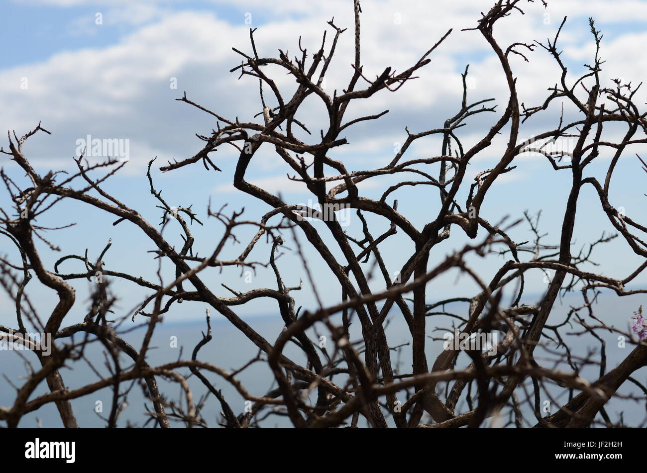 Sagome di alberi secchi dalla costa del Mare di Howth, Irlanda Foto Stock