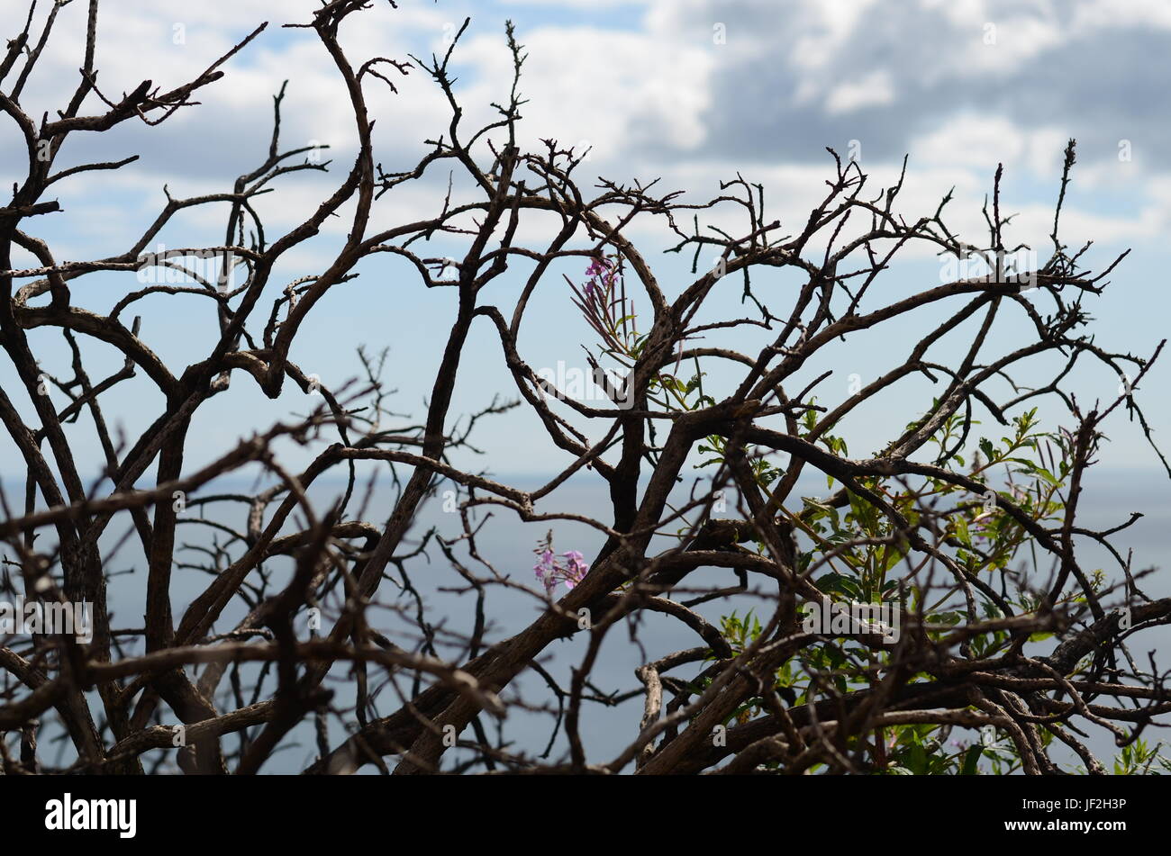 Sagome di alberi secchi dalla costa del Mare di Howth, Irlanda Foto Stock