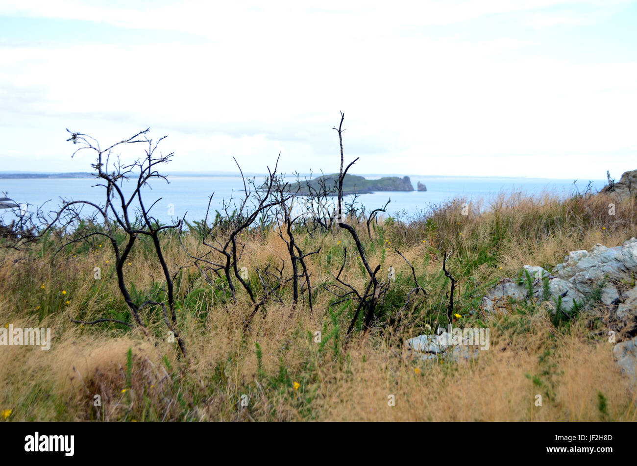 Alberi secchi dalla costa del Mare di Howth, Irlanda Foto Stock