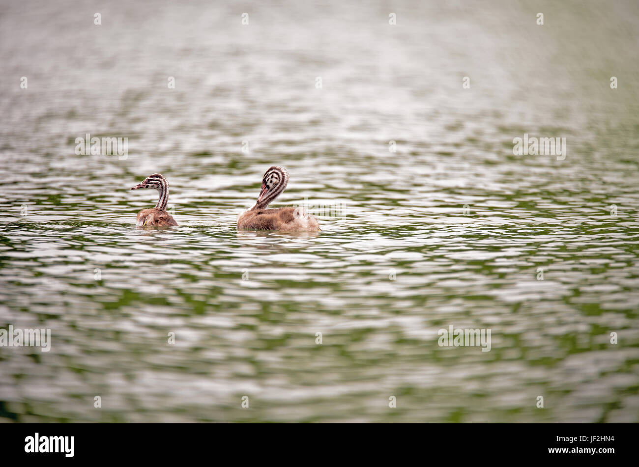 Gli allevatori di piccione Foto Stock