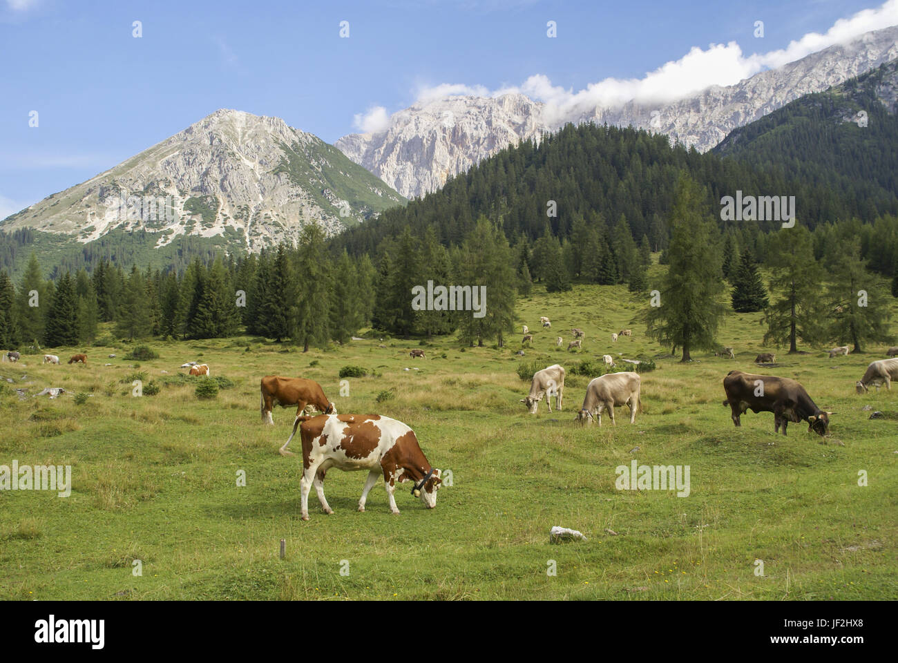 Le mucche in Tirolo, Austria, Leutasch Foto Stock
