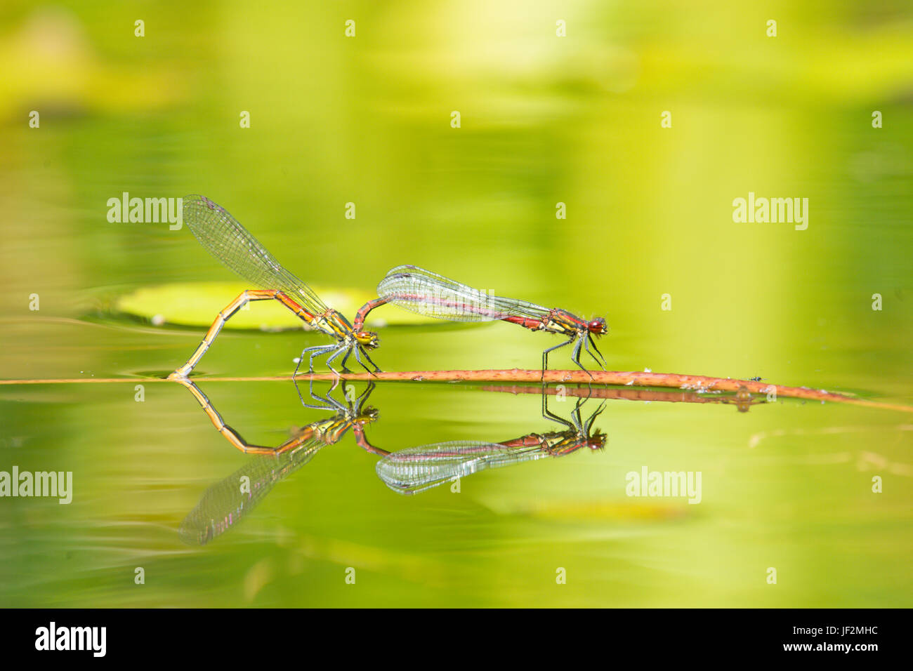 Grandi Rossi, damselflies Pyrrhosoma nymphula, coppia di accoppiamento e la deposizione delle uova in tandem in giardino wildlife pond. Sussex, Regno Unito. Giugno Foto Stock