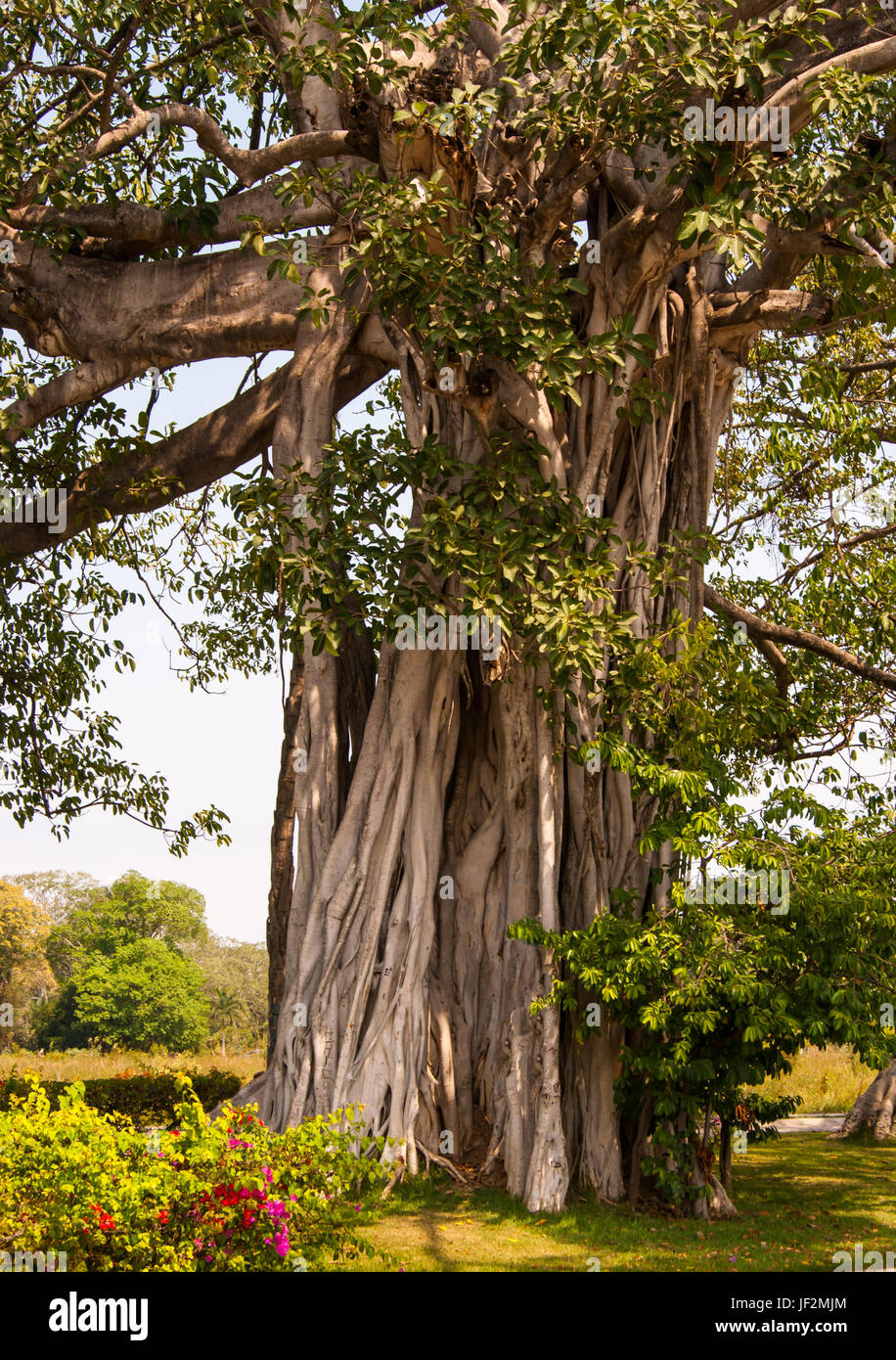 Un massiccio bunion tipo tronco di albero, sembra che molti diversi tronchi di alberi cresciuti insieme Foto Stock