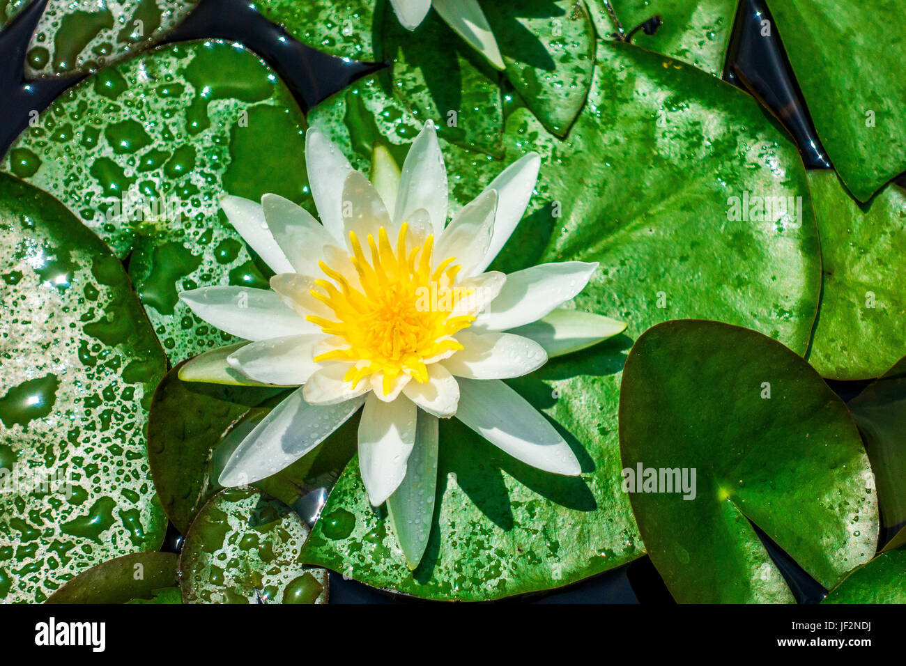 Un giglio d'acqua bianco, ninfea odorata o ninfea alba, nel giardino botanico di Padova Foto Stock