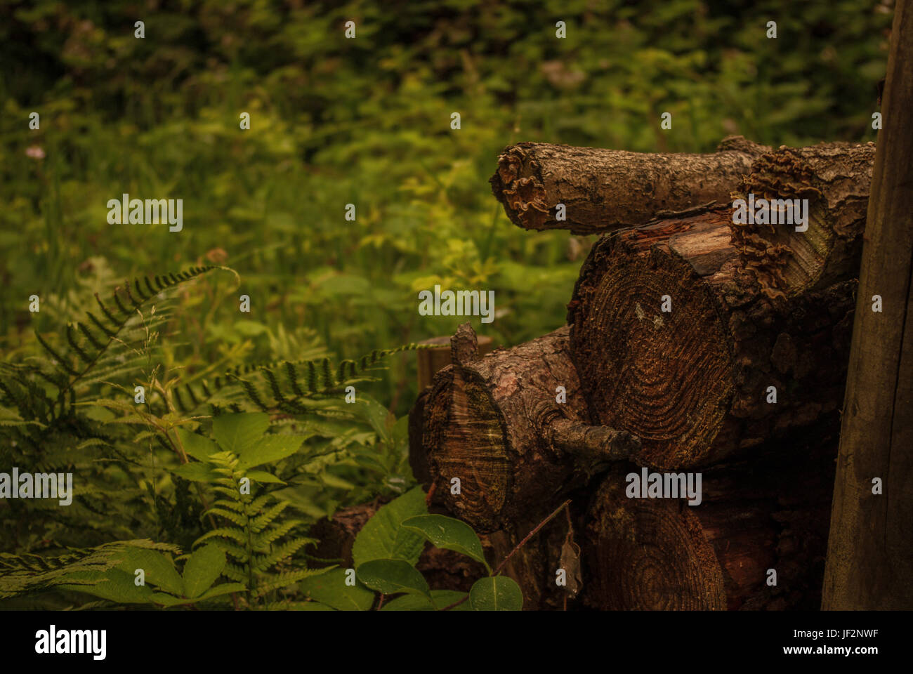 Pila di log in foresta Foto Stock