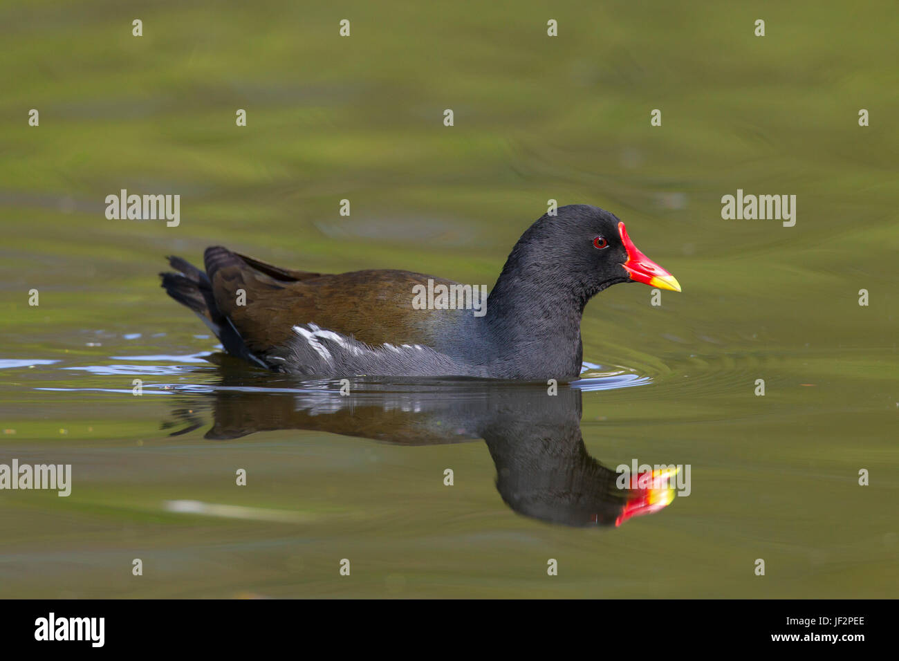 Comuni / moorhen waterhen (Gallinula chloropus) nuoto in stagno Foto Stock