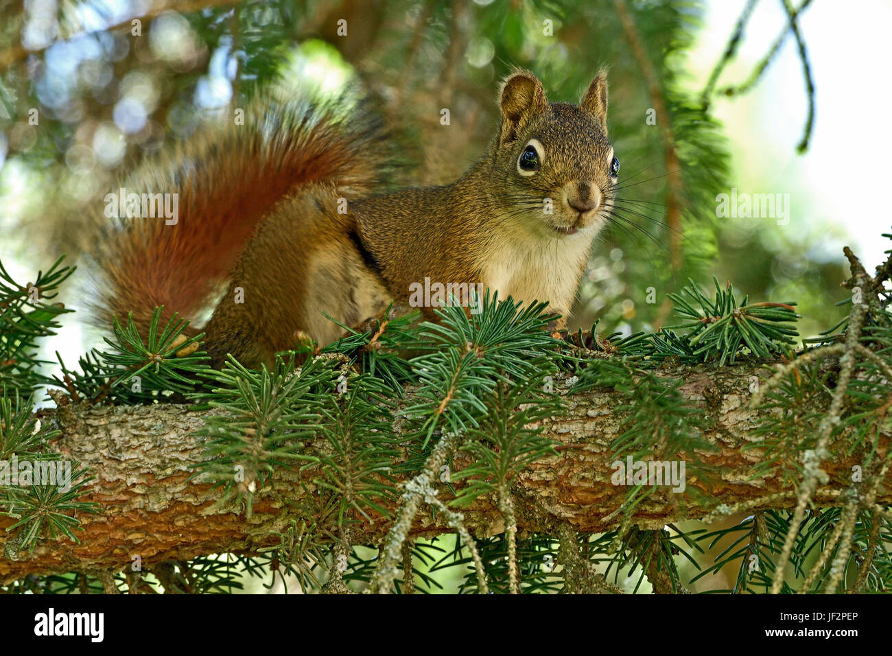 Uno scoiattolo rosso ( Tamiasciurus hudsonicus); appollaiato su un abete del ramo in rural Alberta Canada Foto Stock