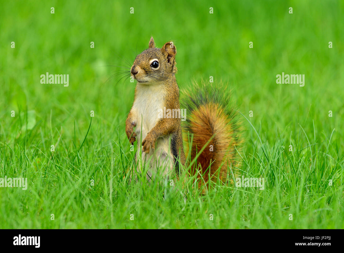 Uno scoiattolo rosso Tamiasciurus hudsonicus; in piedi sul suo piede posteriore guardando avanti nel profondo dell'erba in rural Alberta Canada Foto Stock