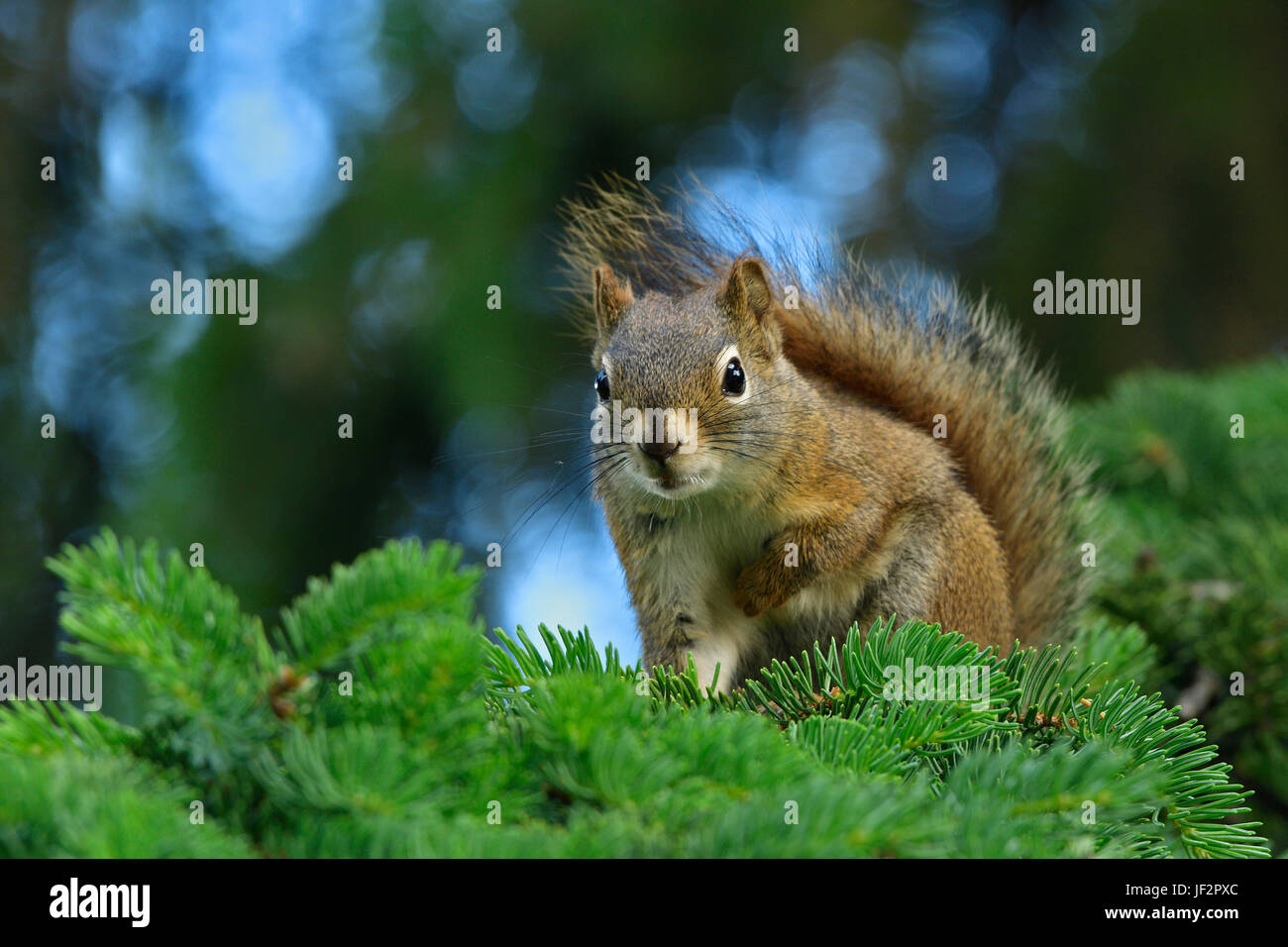 Uno scoiattolo rosso ( Tamiasciurus hudsonicus); appollaiato su un abete del ramo in rural Alberta Canada Foto Stock