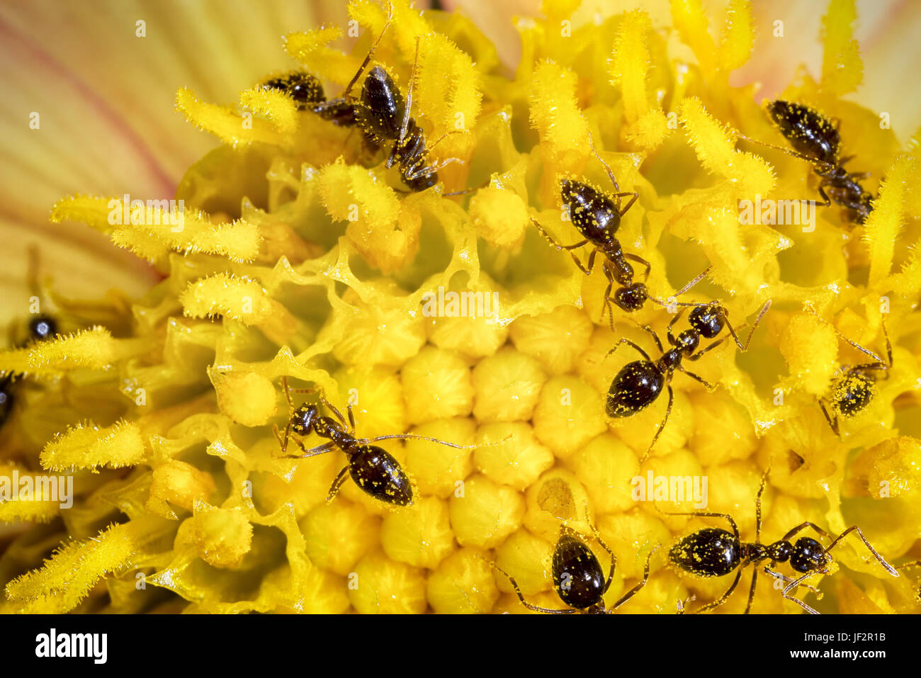 Ant i lavoratori in fiore Foto Stock