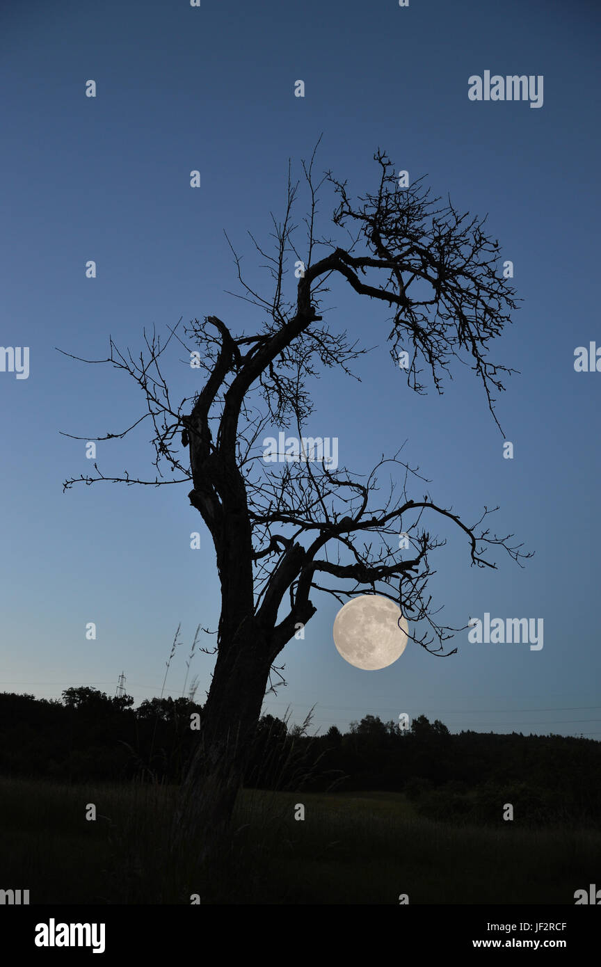 In aumento la luna piena, blu notte, silhouette di albero Foto Stock