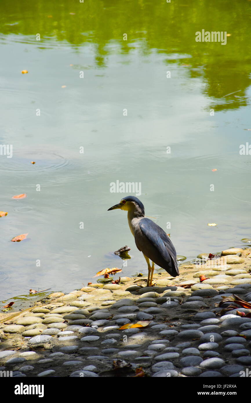 Blu scuro heron caccia per il cibo, ma di essere guardato da un grande rana in un parco stagno in Taiwan. Foto Stock
