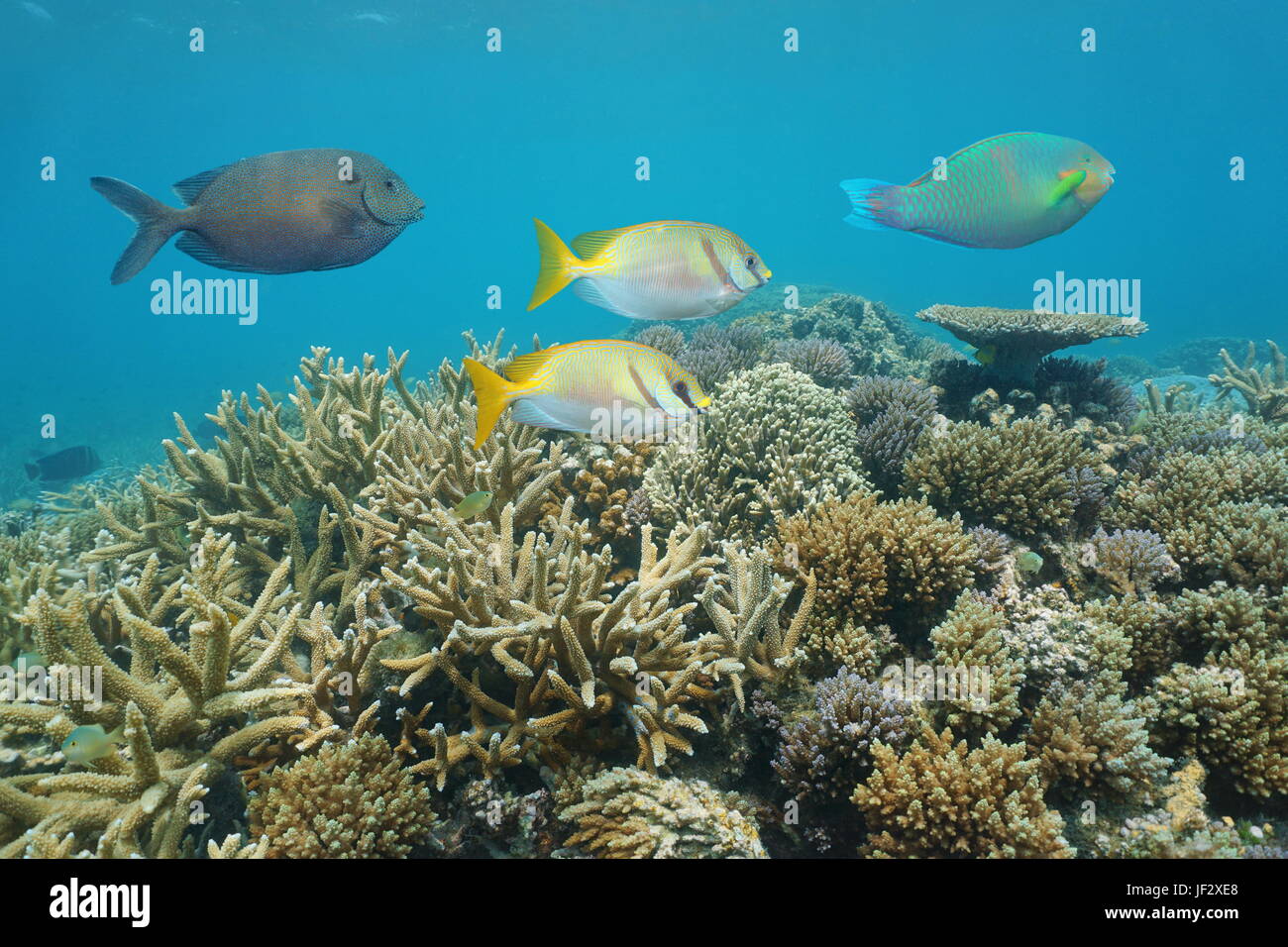 Una sana barriera corallina con pesci colorati rabbitfish, subacqueo nella laguna di Grande Terre isola, Nuova Caledonia, Oceano Pacifico del Sud e Oceania Foto Stock
