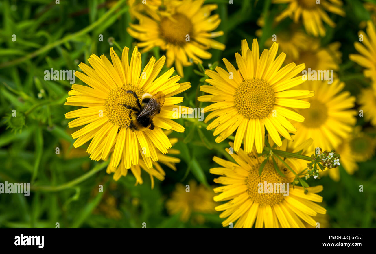 Primo piano di giallo bue occhio fiore Buftalmum salicifolium con foresta cucucucuculo bumblebee, Scozia, Regno Unito Foto Stock
