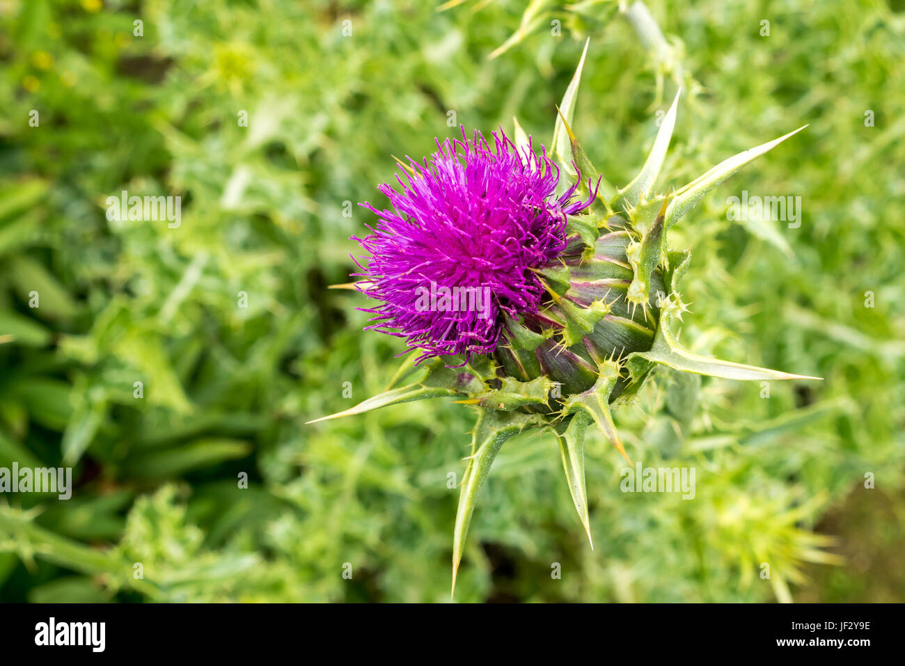 Primo piano di porpora Scotch Thistle, Silybum marianum, con sfondo sfocato, East Lothian, Scozia, Regno Unito Foto Stock