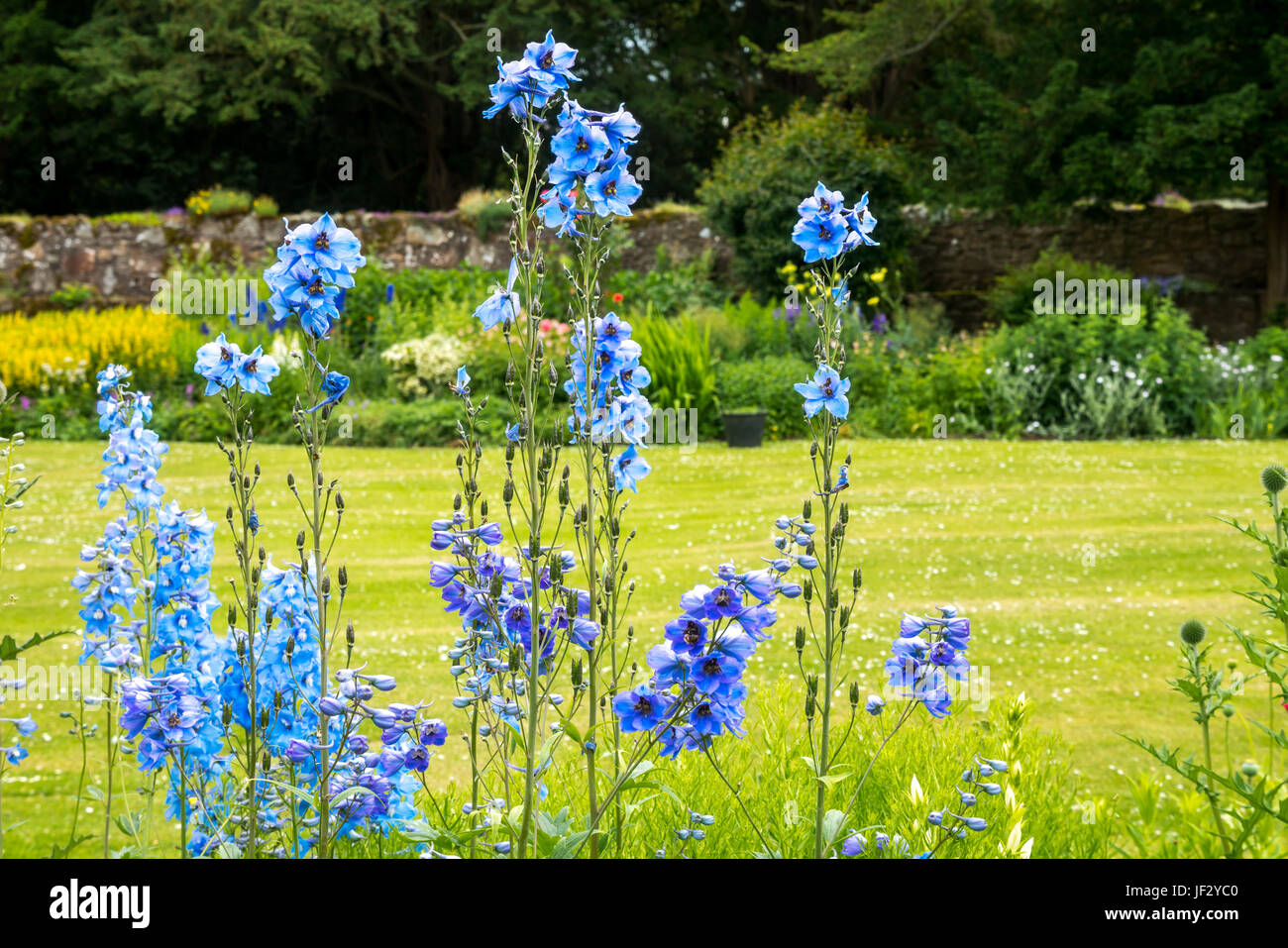 Larkspur Blue Bell fiori, Blue Bell Delphinium consilada, con giardino formale e prato Dirleton Castle Garden East Lothian, Scozia, Regno Unito Foto Stock