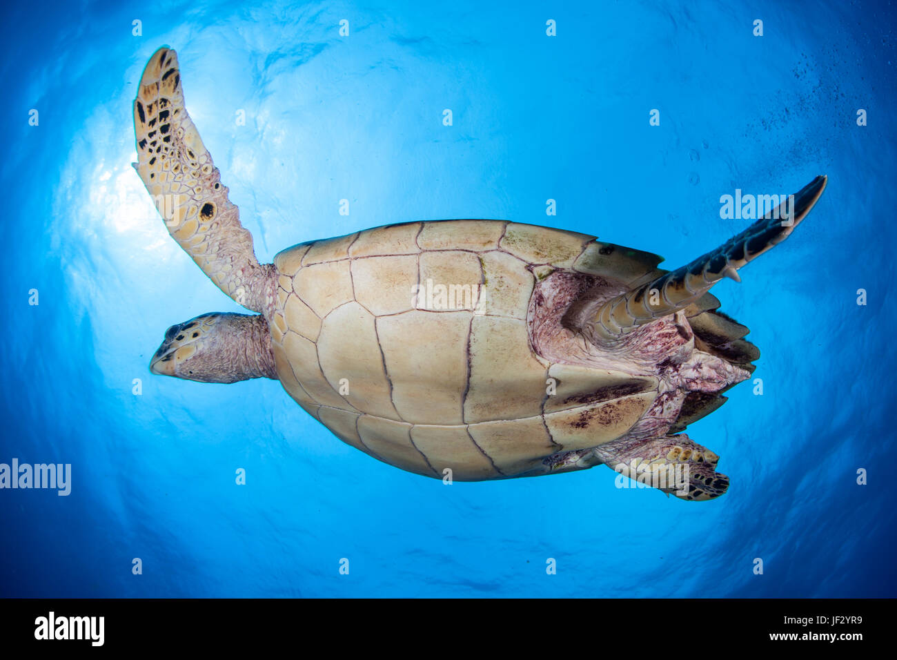 Un Hawksbill sea turtle nuota in chiaro, acque blu del Mar dei Caraibi al largo delle coste del Belize. Questa è una specie in via di estinzione. Foto Stock