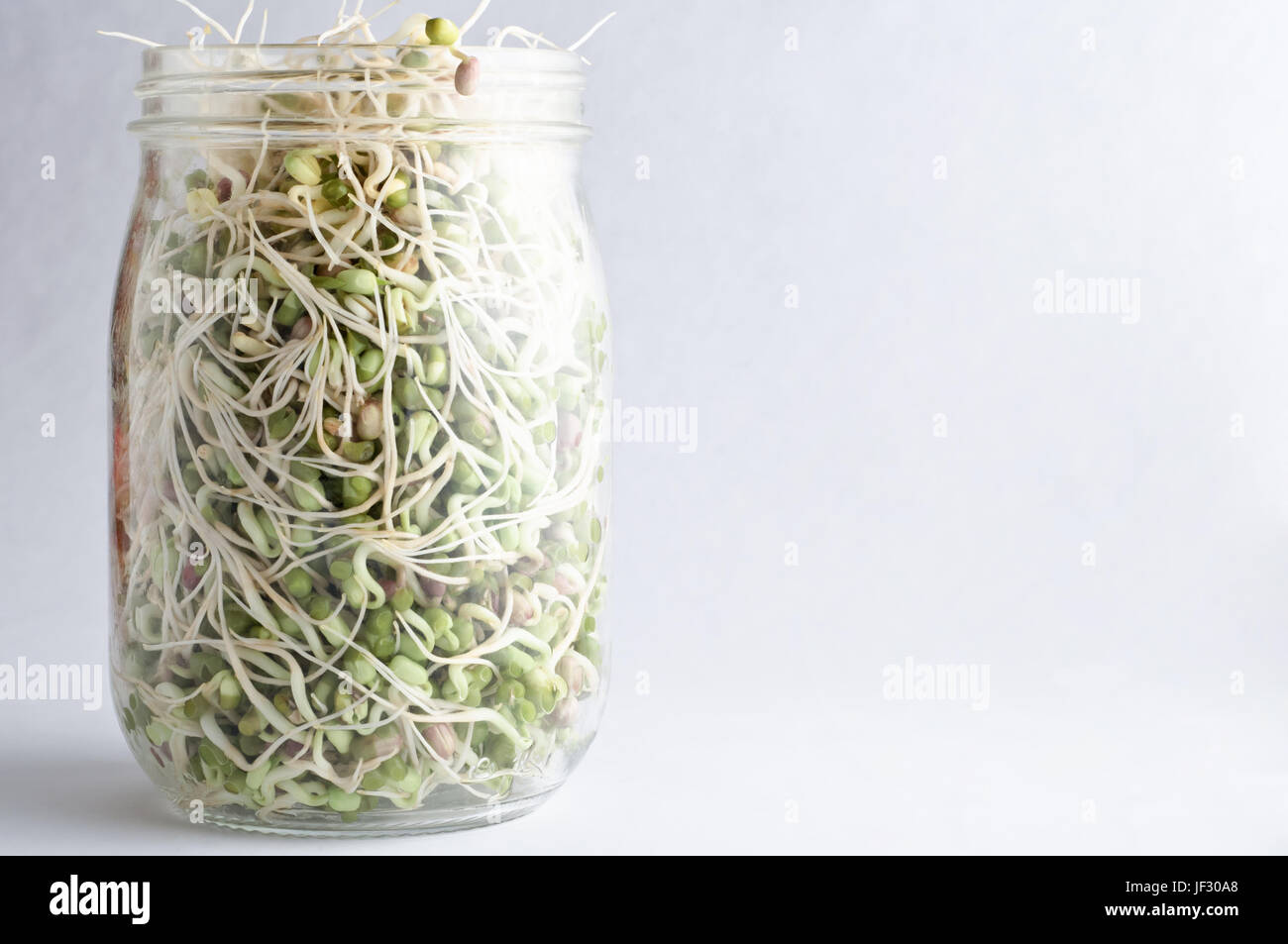 Mung beansprouts cresce dentro un vasetto di vetro con coperchio rimosso. Orientamento orizzontale con orientamento spazio copia. Foto Stock