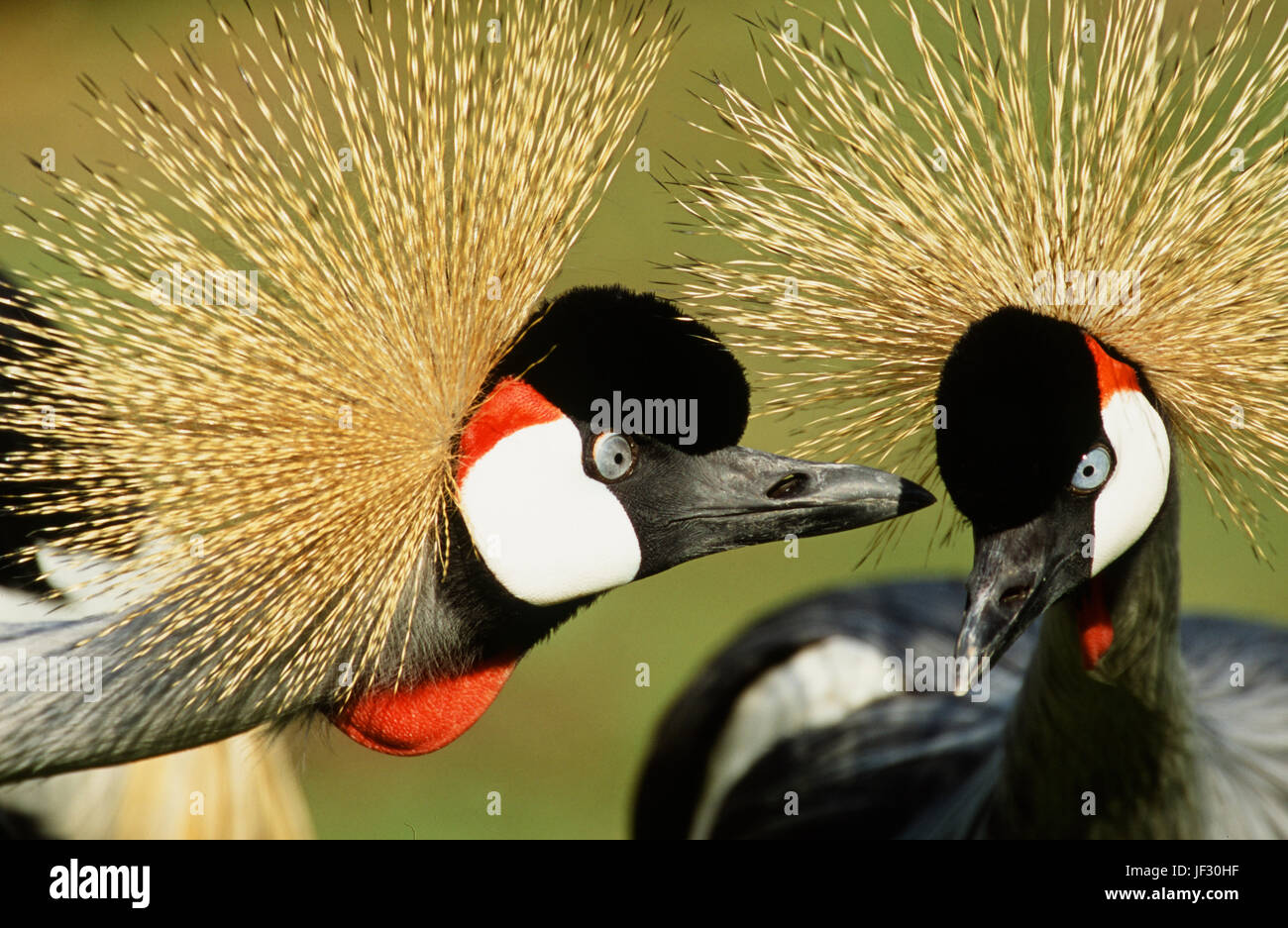 East African grigio o grigio-colli, gru coronata Balearica regulorum gibbericeps. Coppia incollato in un intimo incontro ravvicinato mentre preening. Bi maschio Foto Stock