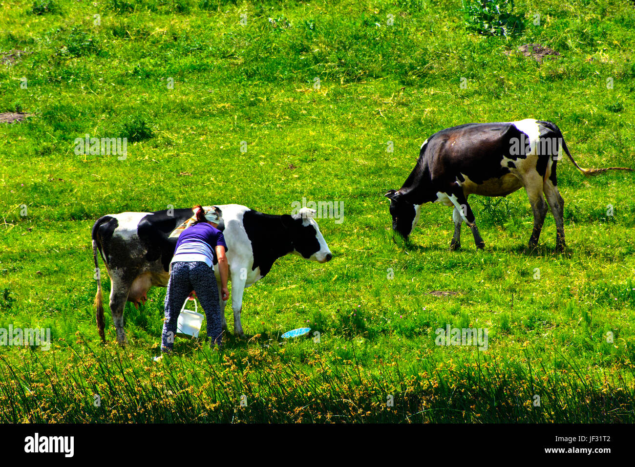 Una grande mandria di mucche. Milkmaid mungere le mucche a destra nel campo Foto Stock