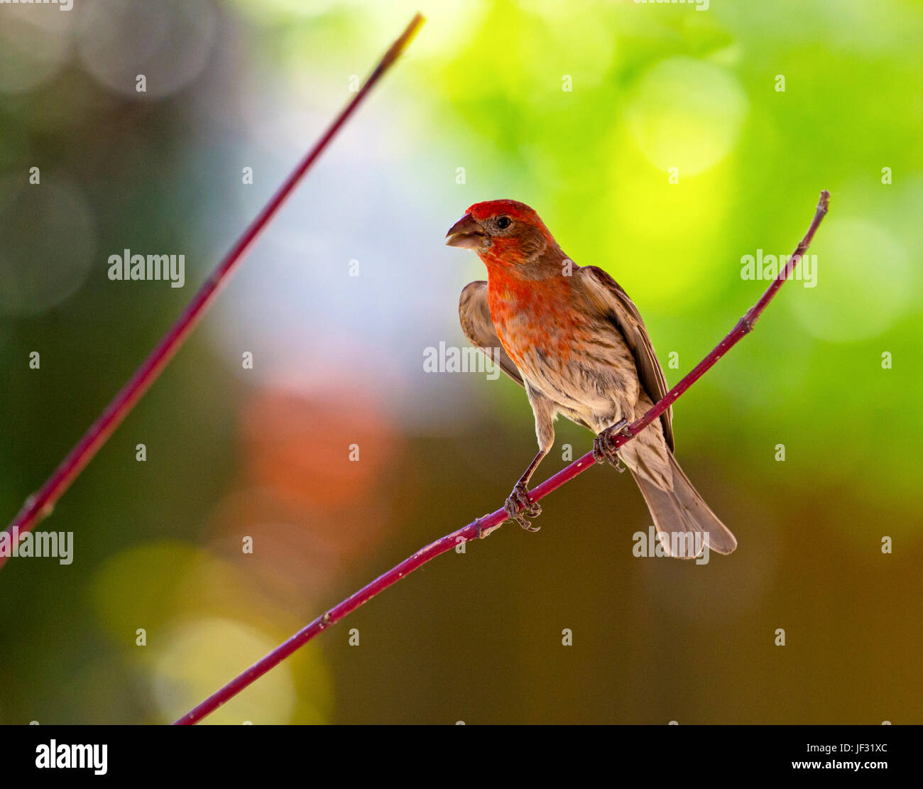 House Finch, uccello si appollaia in primavera Foto Stock
