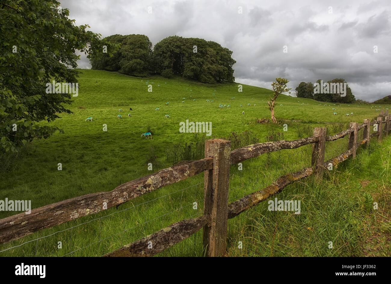 Dipinto di Welsh ovini Foto Stock