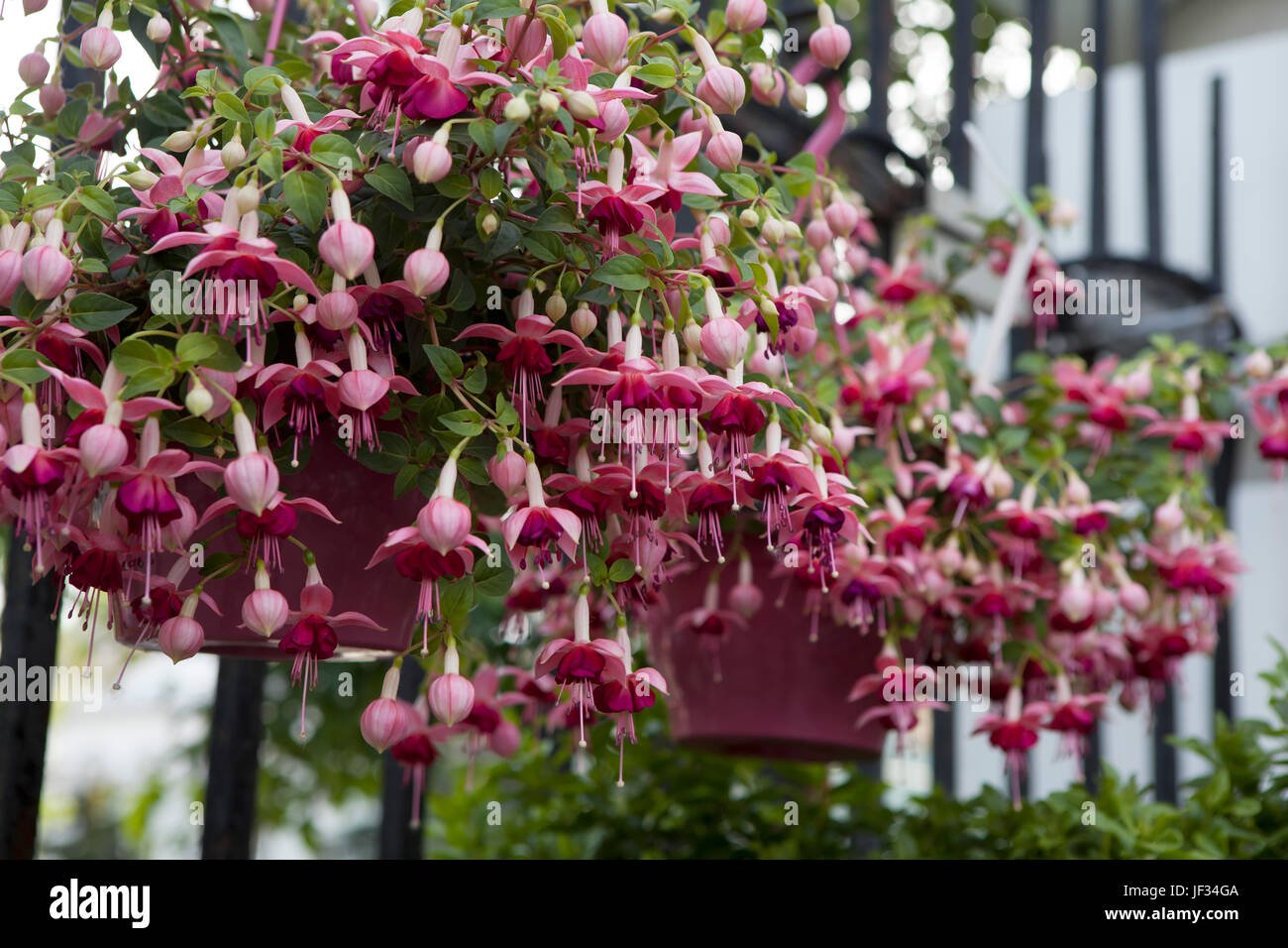 Fuchsia Lancashire Lad come una decorazione di giardino Foto Stock