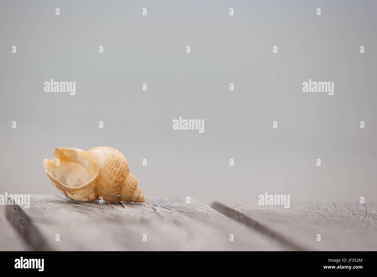 Una conchiglia su una panca in legno con lo spazio vuoto dietro Foto Stock