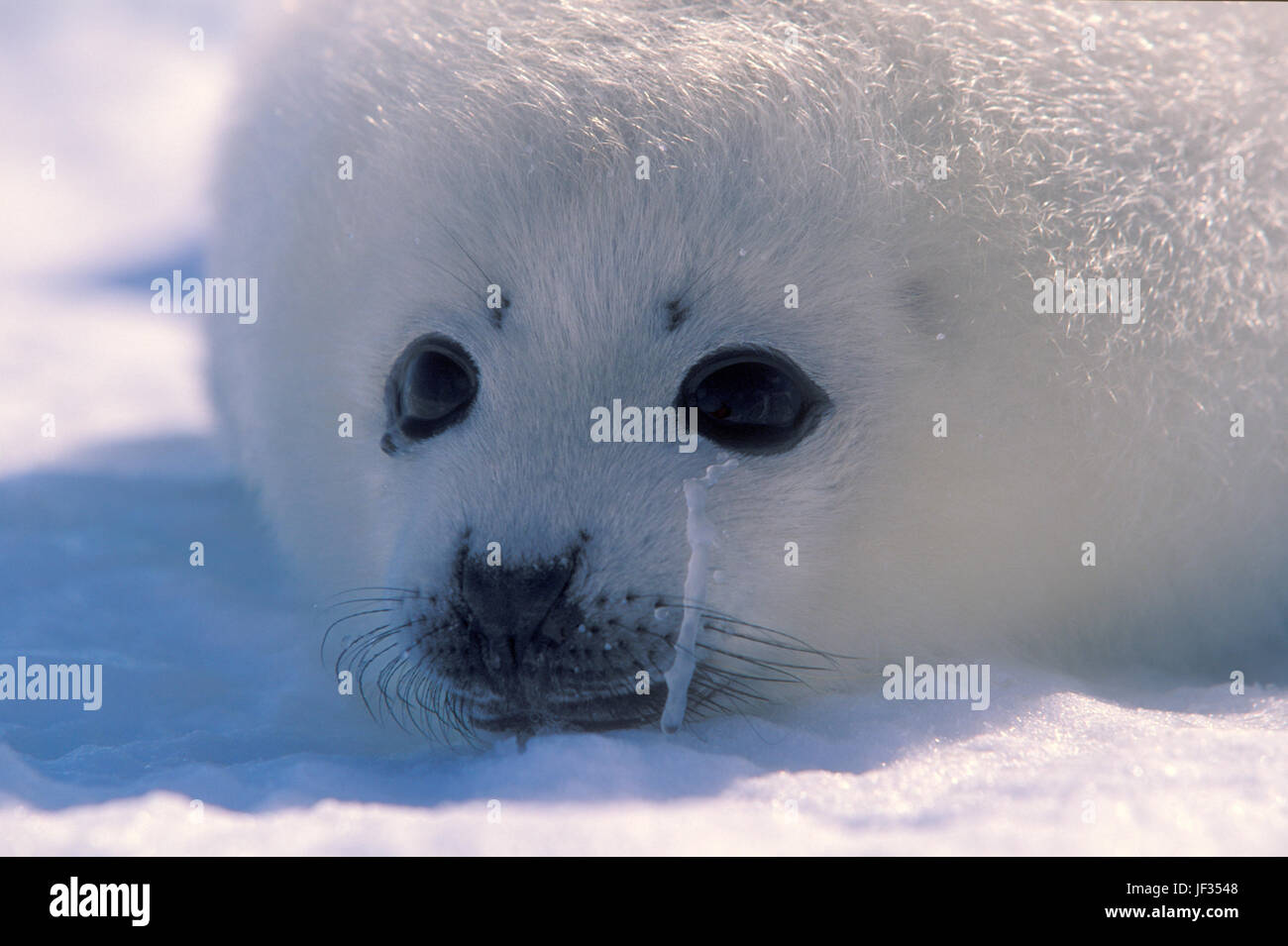 Guarnizione arpa pup (Phoca goenlandica) sul ghiaccio, le isole della Maddalena, Canada. I cuccioli sono di colore bianco solo per un paio di settimane dopo la nascita. Foto Stock