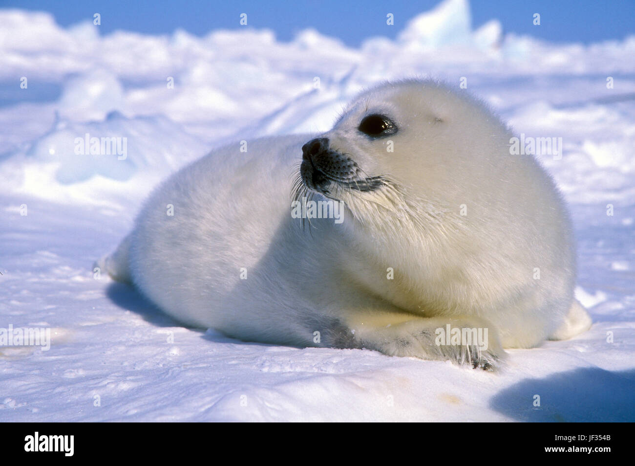 Guarnizione arpa pup (Phoca goenlandica) sul ghiaccio, le isole della Maddalena, Canada. I cuccioli sono di colore bianco solo per un paio di settimane dopo la nascita. Foto Stock