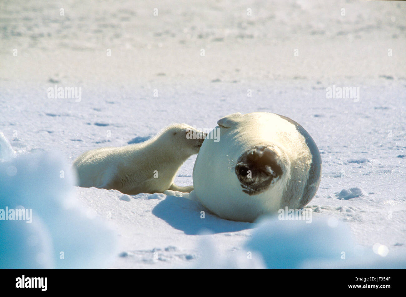 Guarnizione arpa pup (Phoca goenlandica) e madre sul ghiaccio, le isole della Maddalena, Canada. I cuccioli sono di colore bianco solo per un paio di settimane dopo la nascita. Foto Stock