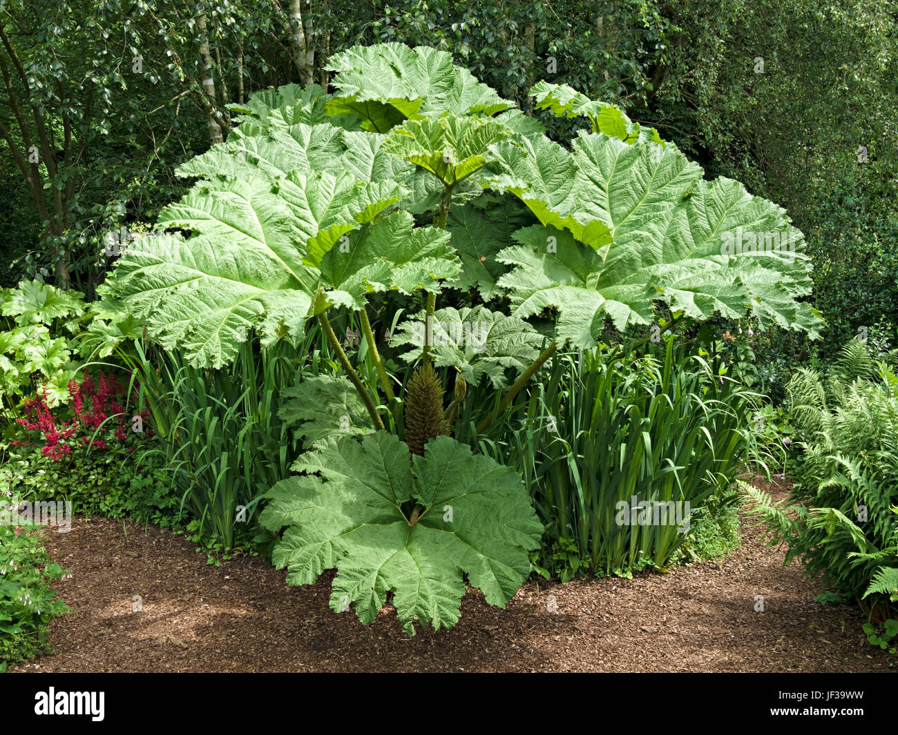 Una gigantesca Rabarbaro Gunnera Manicata campione pianta con grandi foglie verdi crescono nel giardino del Regno Unito. Foto Stock