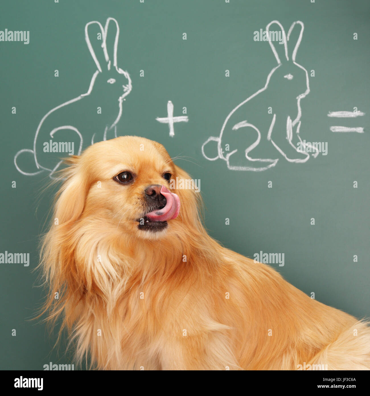 Jesting puzzle divertente con il cane lo studio della matematica Foto Stock