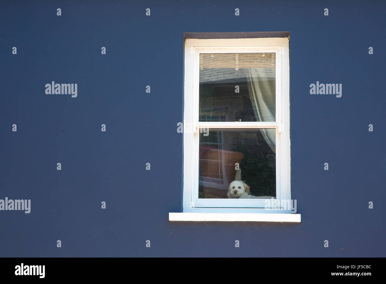 Piccolo Cane guardando fuori della finestra, Solva, Pembrokeshire, Wales, Regno Unito Foto Stock