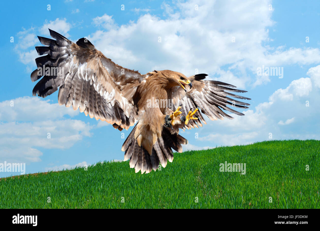 Flying hawk attacco Foto Stock