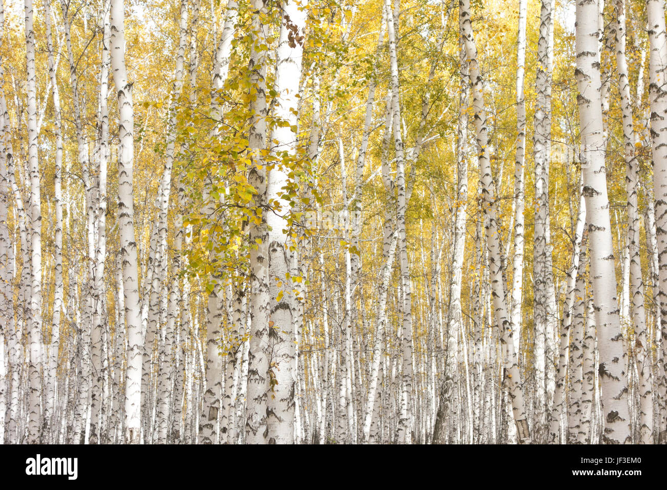 In autunno la foresta di betulla Foto Stock