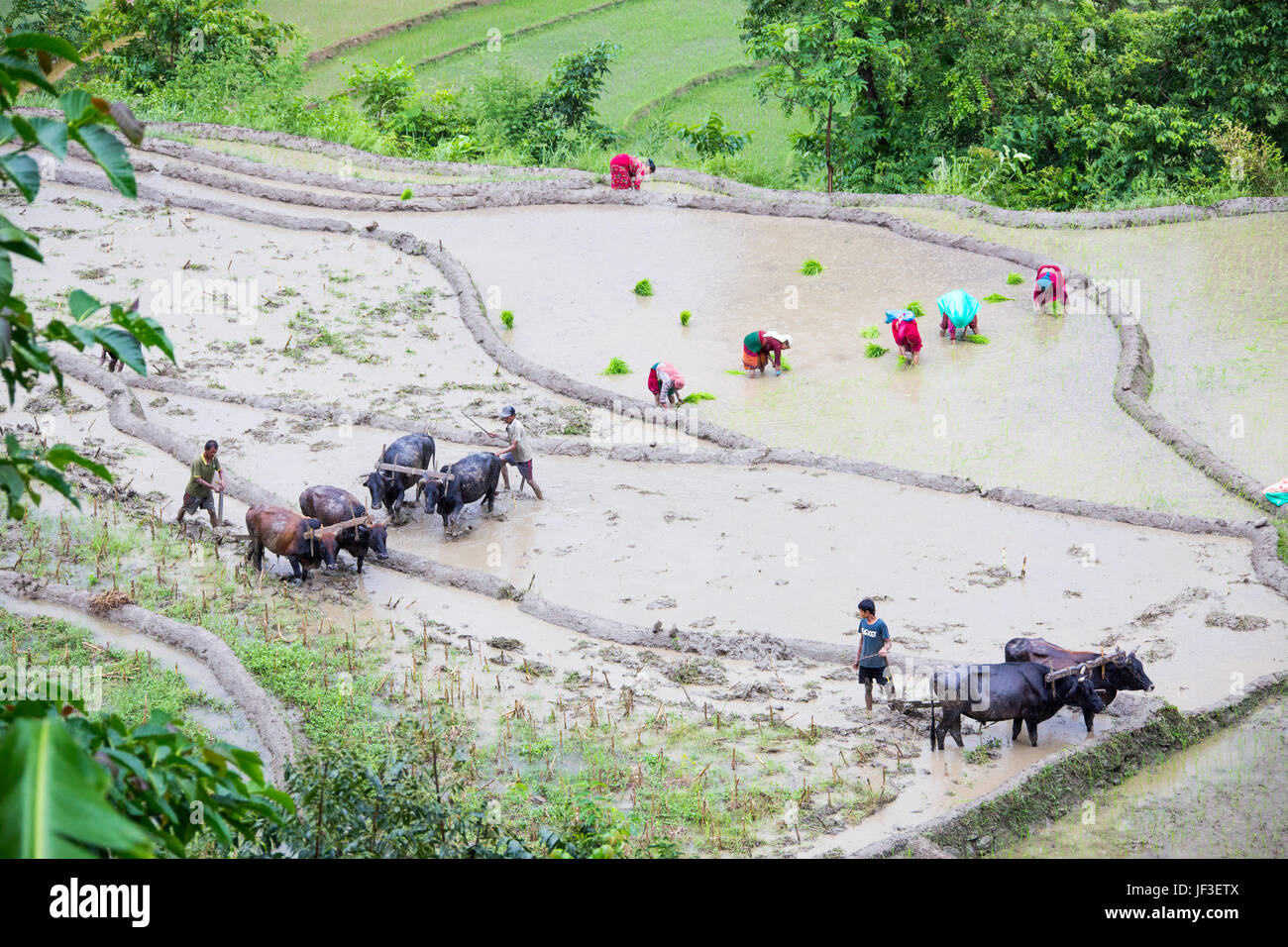 Arare i campi di riso con il bestiame, distretto di Nuwakot, Nepal Foto Stock