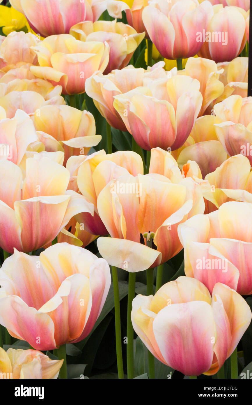 Ibridi di Darwin Tulip, Tulipa "ad rem è di una bellezza', a Giardini Keukenhof in Olanda meridionale nei Paesi Bassi. Foto Stock