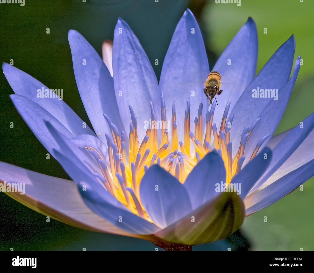 Ninfea con Ape in volo presso Mercer Arboretum e Orto Botanico Foto Stock