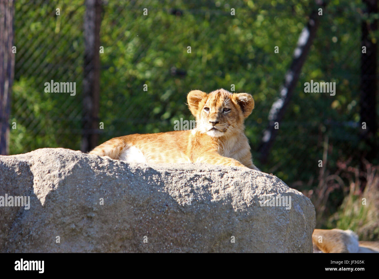 Lion cub in appoggio sulla grande pietra, fotografato allo zoo Foto Stock