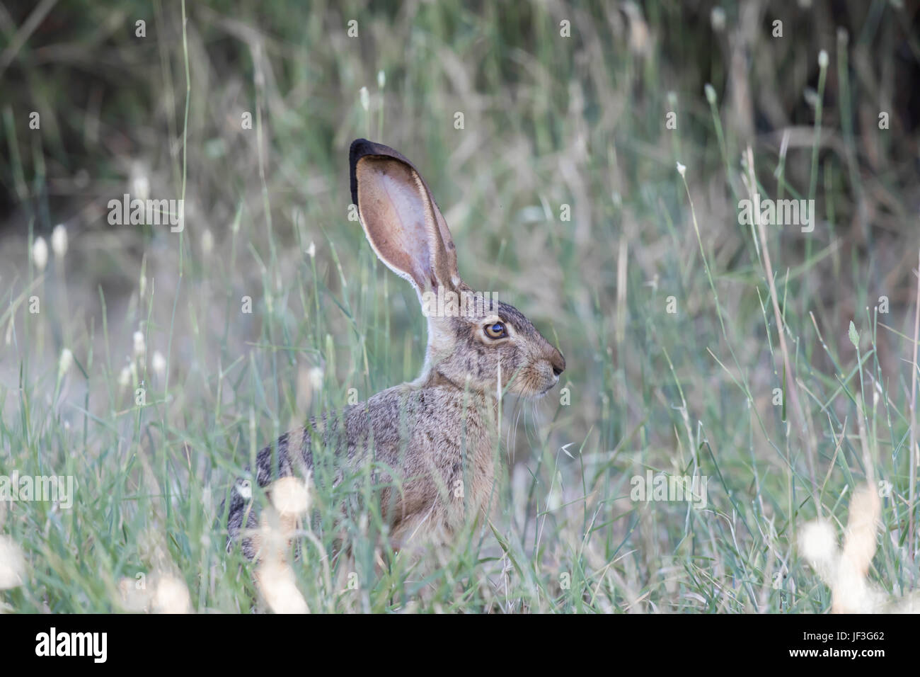 Avviso nero-tailed Jackrabbit (Lepus californicus) mimetizzata. Foto Stock