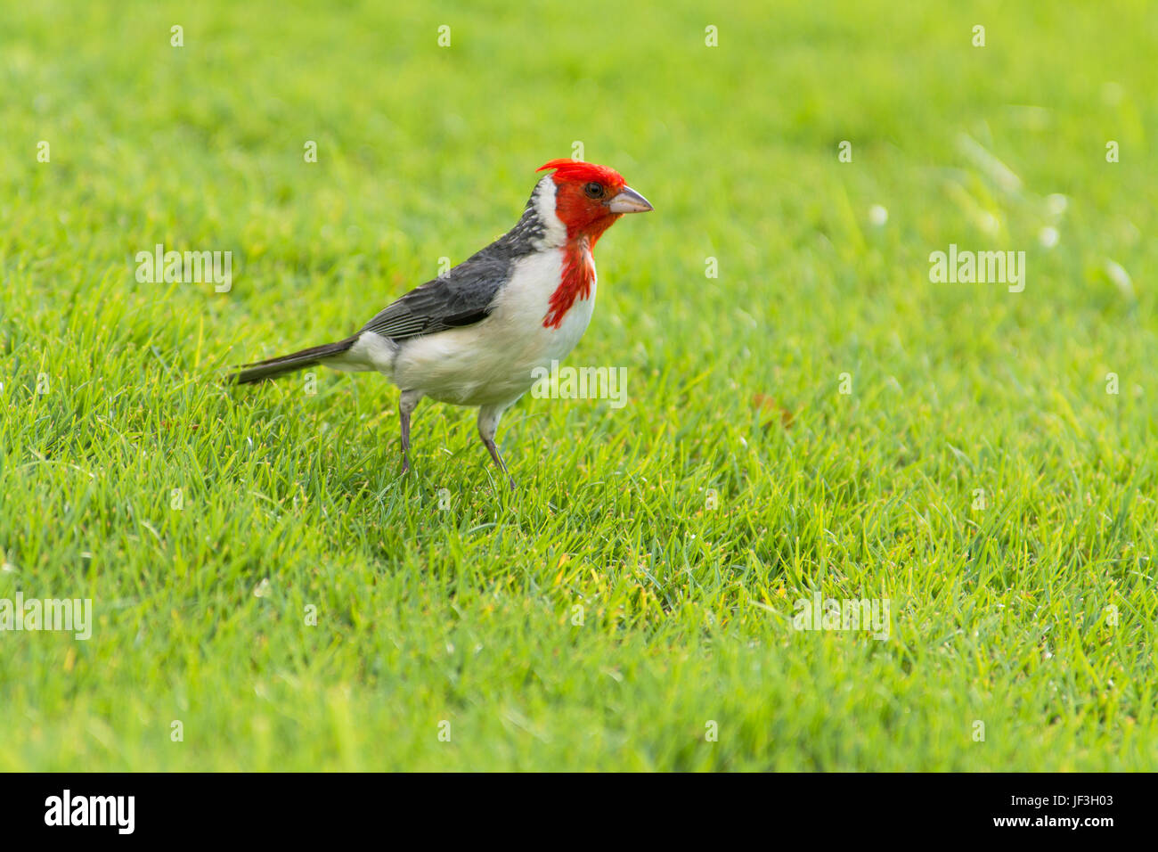 Rosso-crested cardinale, Paroaria coronata, rovistando su un prato sull'isola di Maui. Foto Stock