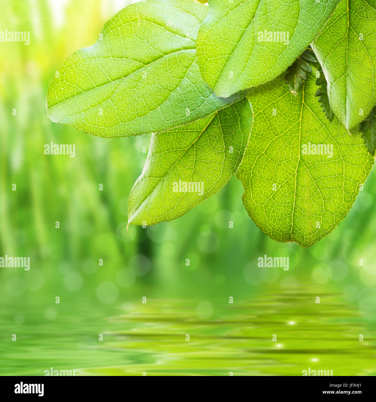 Il verde delle foglie e acqua Foto Stock
